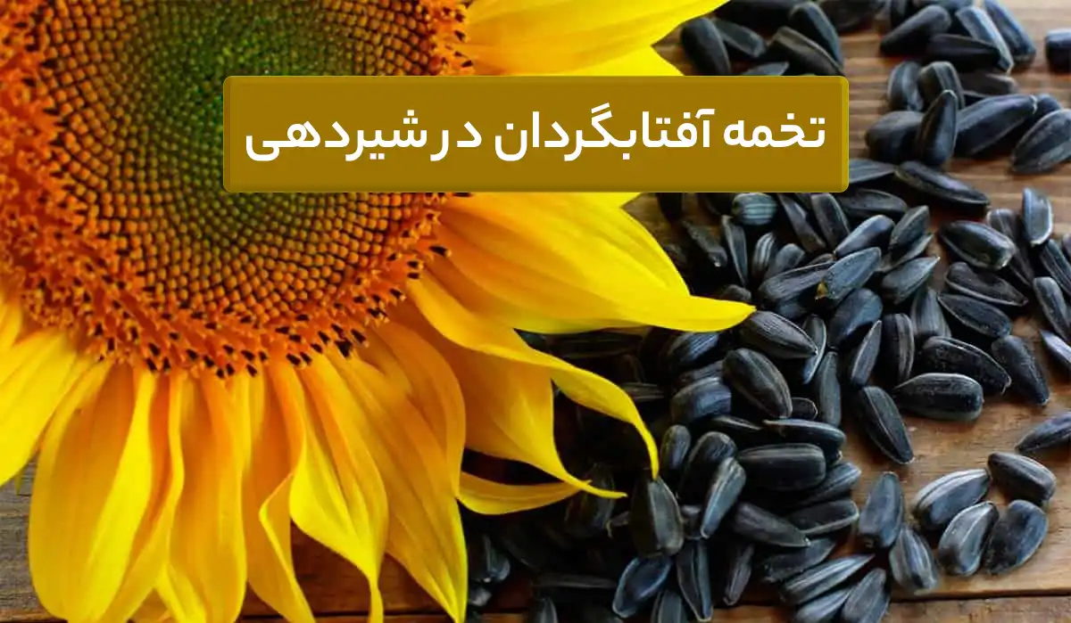تخمه آفتابگردان در شیردهی