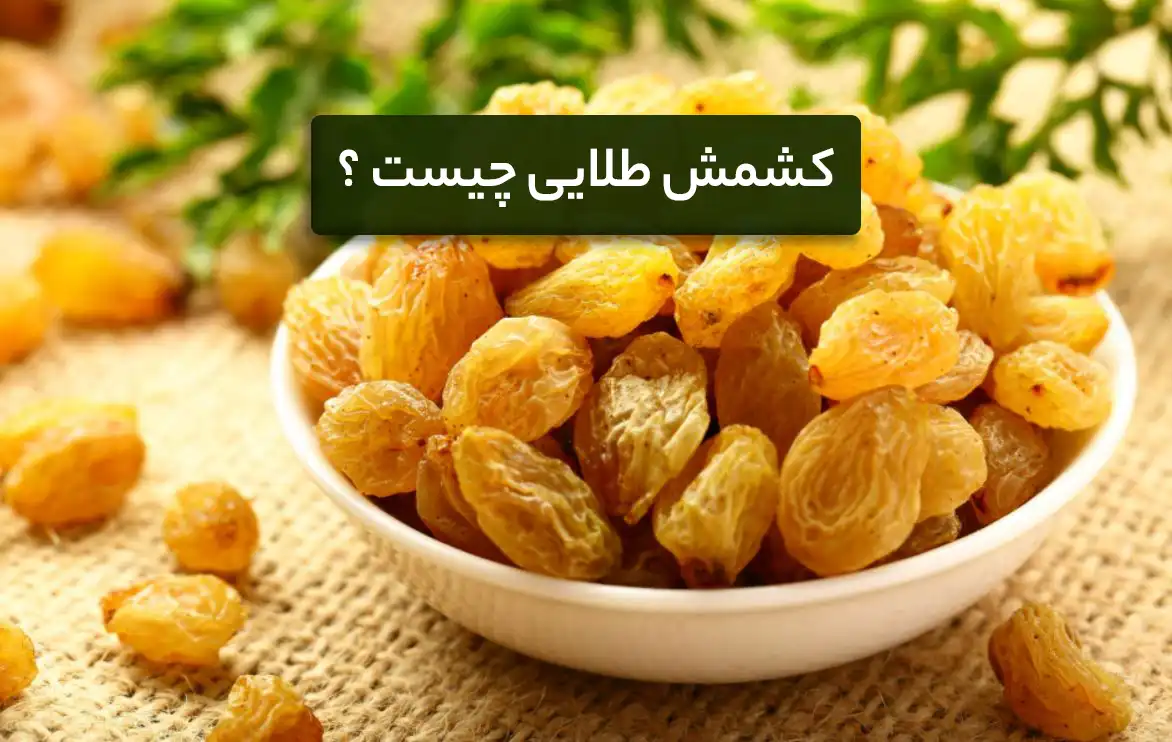 کشمش طلایی چیست؟