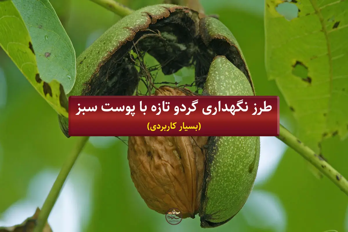 طرز نگهداری گردو تازه با پوست سبز (بسیار کاربردی)