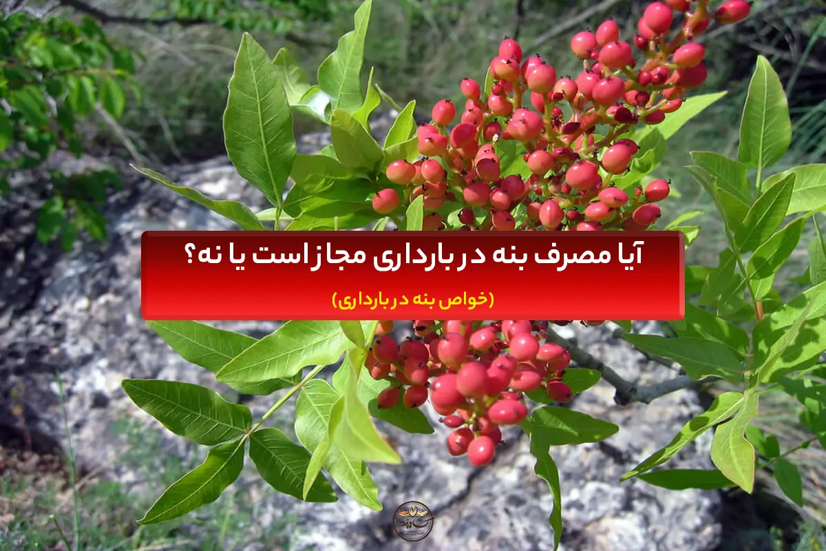خواص بنه در بارداری