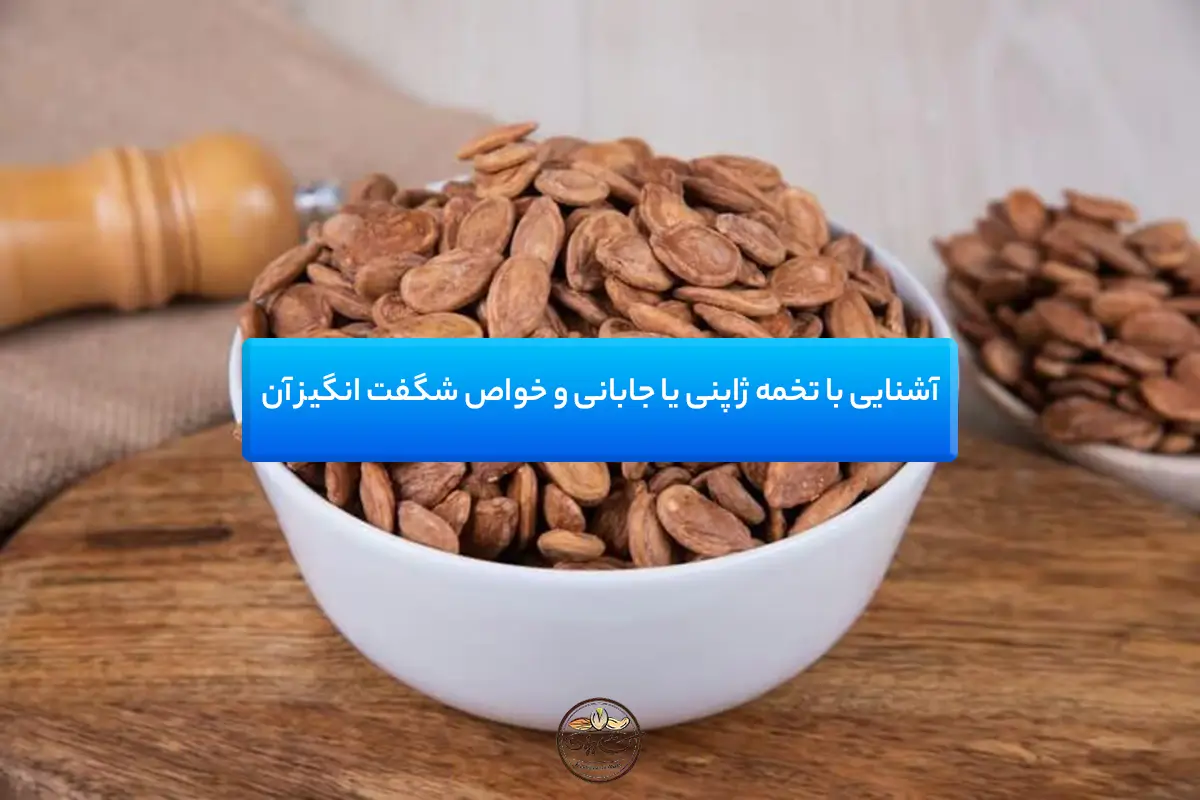 آشنایی با تخمه ژاپنی یا تخمه جابانی