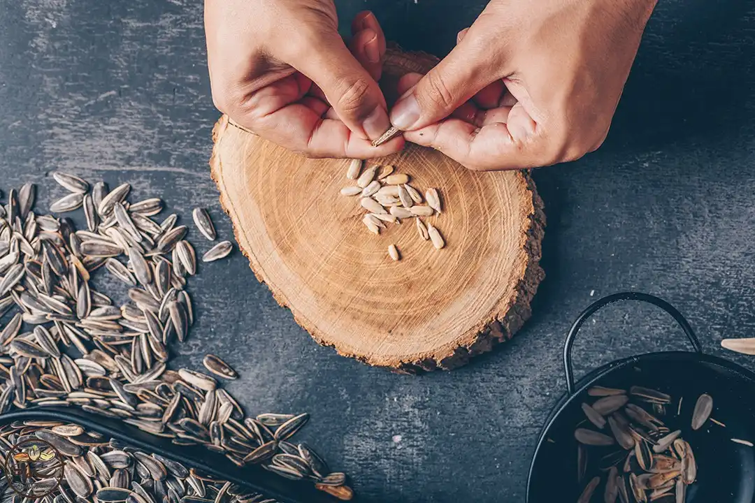 مضرات تخمه برای کبد چرب