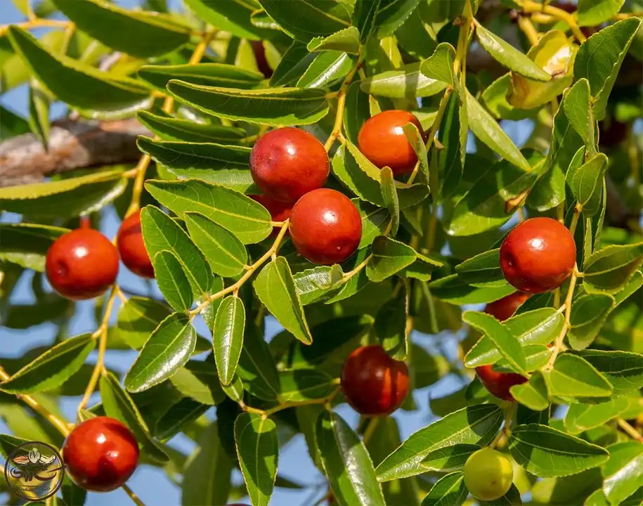 خرید اینترنتی عناب تازه